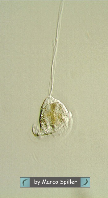 Vorticella.....e se fosse 